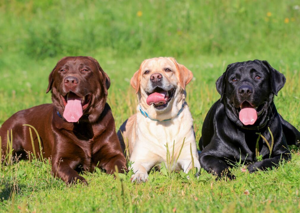 #7. Labrador retriever